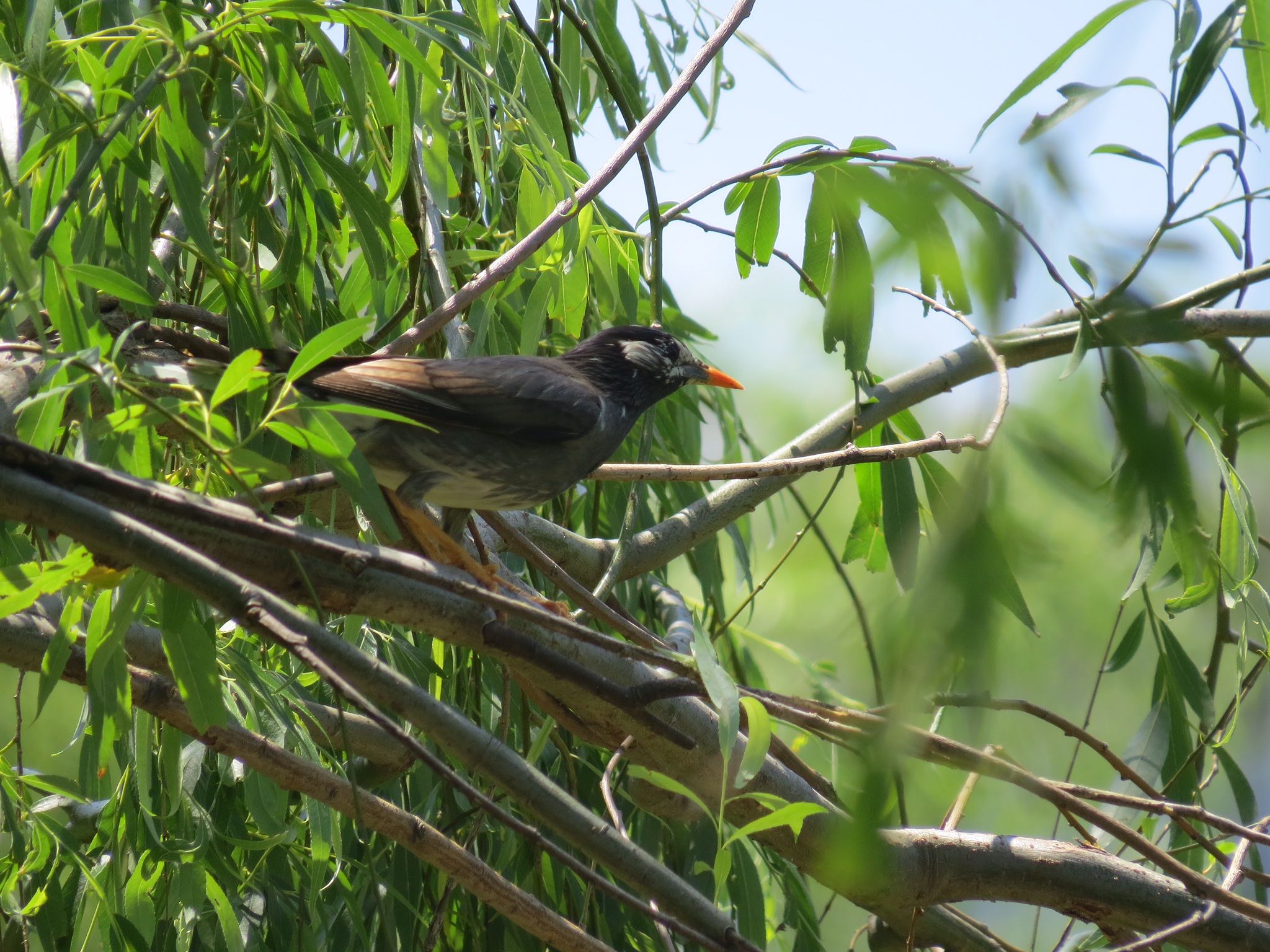 Photo of White-cheeked Starling at 荒川河川敷 by Haruki🦜