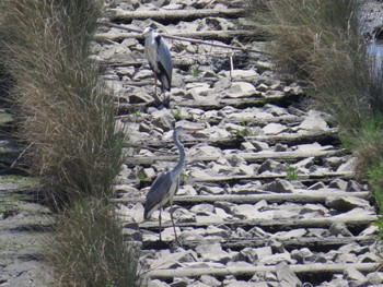 Grey Heron 荒川河川敷 Sun, 5/5/2024