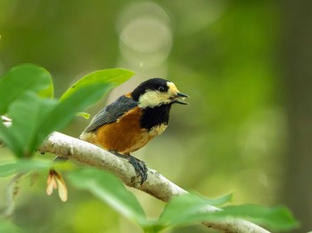 Varied Tit 筑波実験植物園 Sun, 5/5/2024