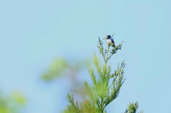 オオルリ 長野県東筑摩郡 2024年4月29日(月)