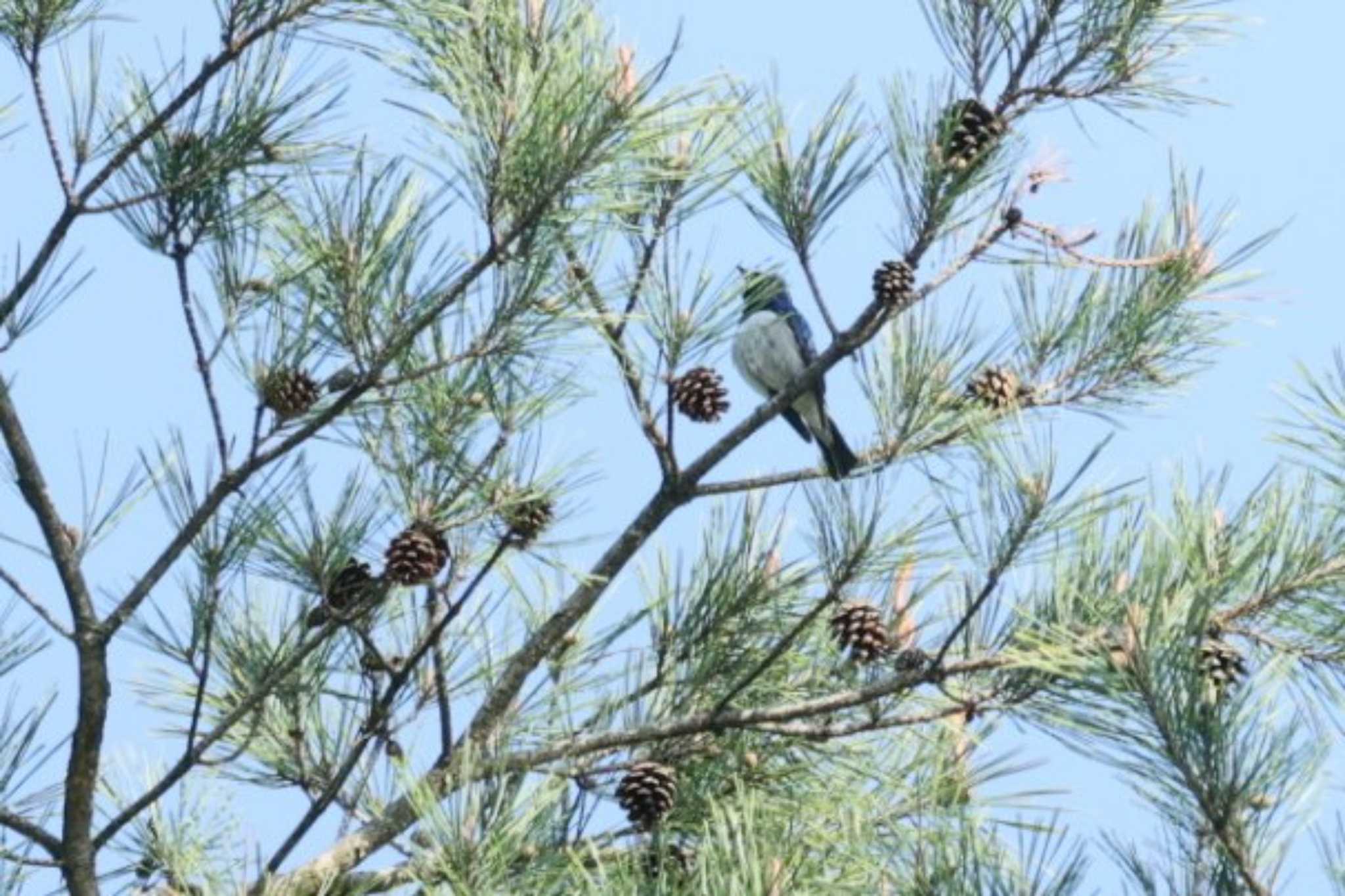 Blue-and-white Flycatcher