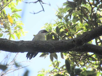 Japanese Green Woodpecker 愛宕山公園(神奈川県横須賀市) Fri, 5/3/2024