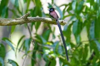 Black Paradise Flycatcher 鶴舞公園(名古屋) Sun, 5/5/2024