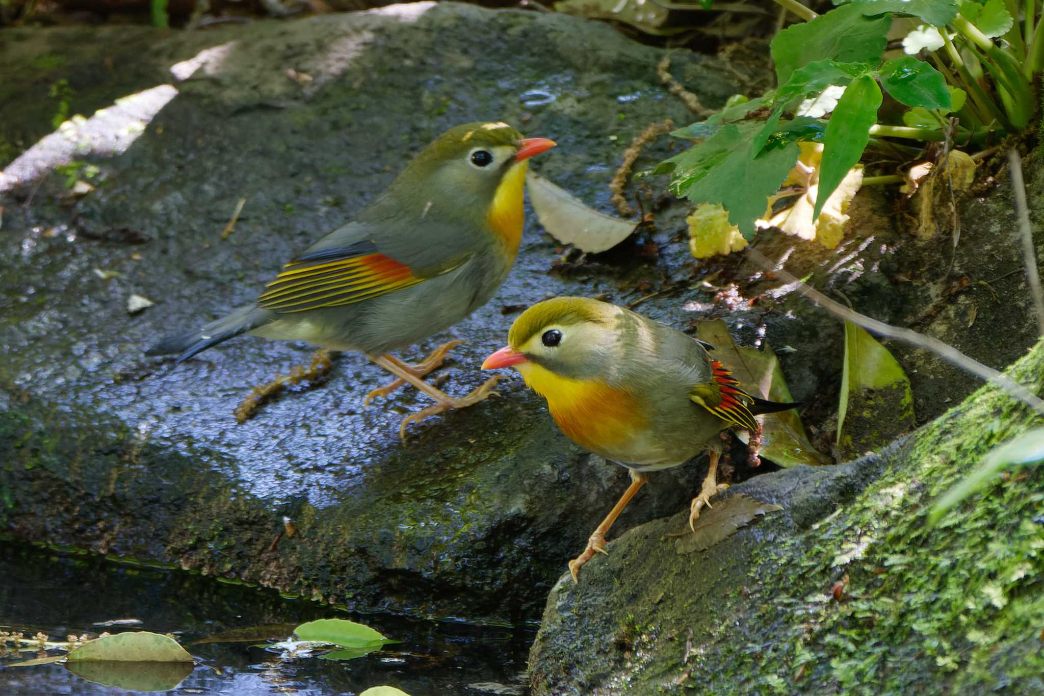 Photo of Red-billed Leiothrix at 東京都立桜ヶ丘公園(聖蹟桜ヶ丘) by ぴくるす