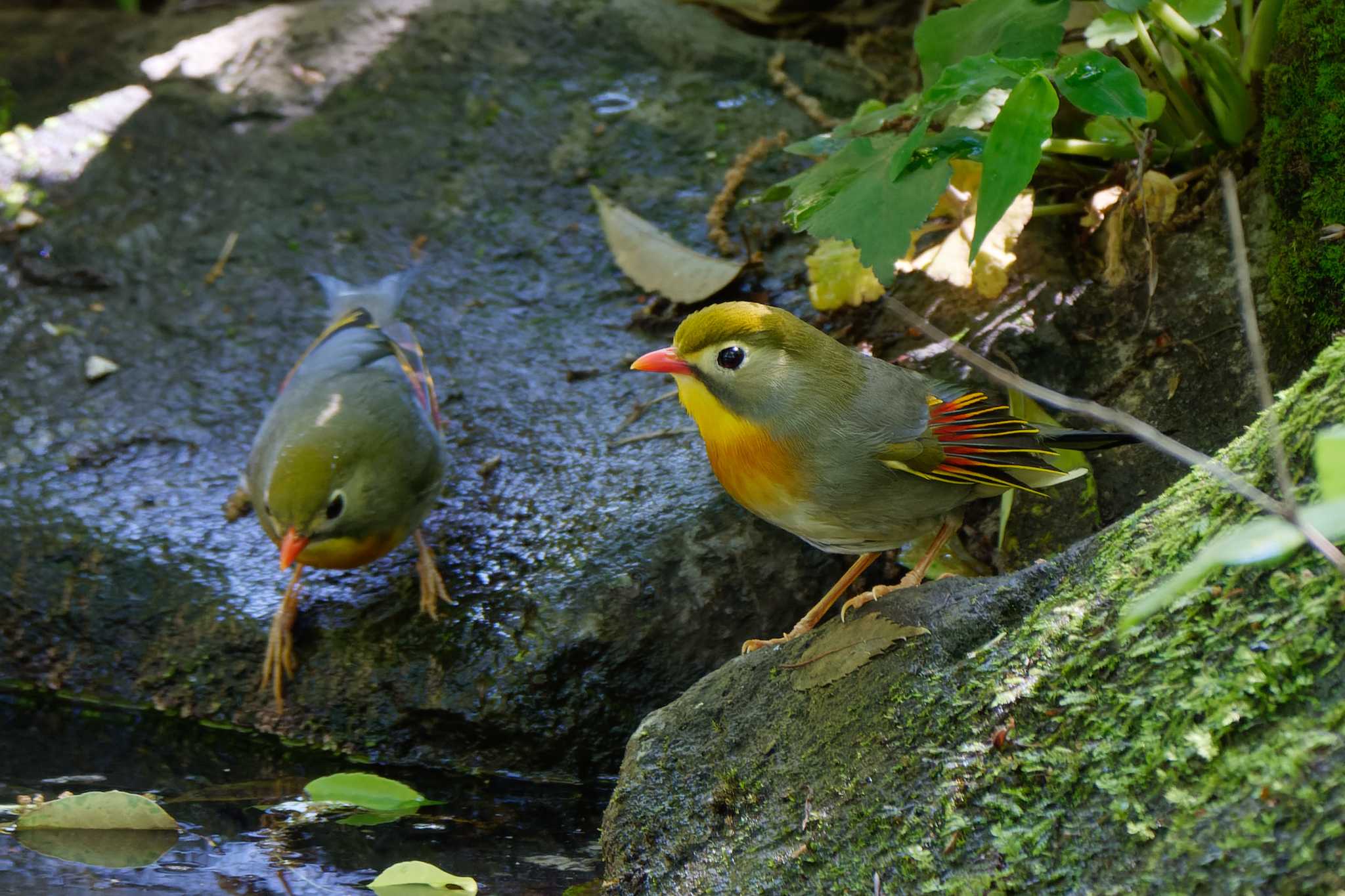 Photo of Red-billed Leiothrix at 東京都立桜ヶ丘公園(聖蹟桜ヶ丘) by ぴくるす