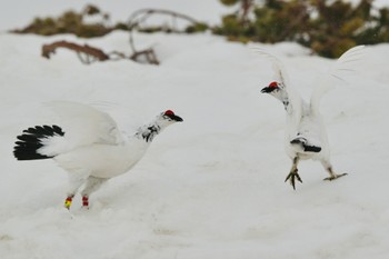 Rock Ptarmigan Unknown Spots Mon, 4/22/2024