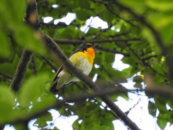 Sun, 5/5/2024 Birding report at 庄内緑地公園