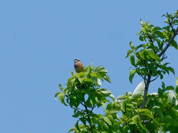 Meadow Bunting 横浜市立金沢自然公園 Sun, 5/5/2024