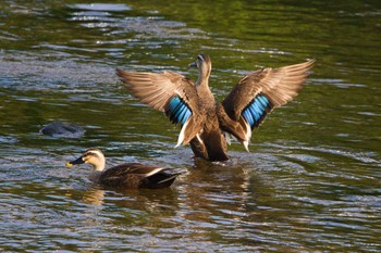 Eastern Spot-billed Duck 奈良 葛下川 Thu, 5/2/2024