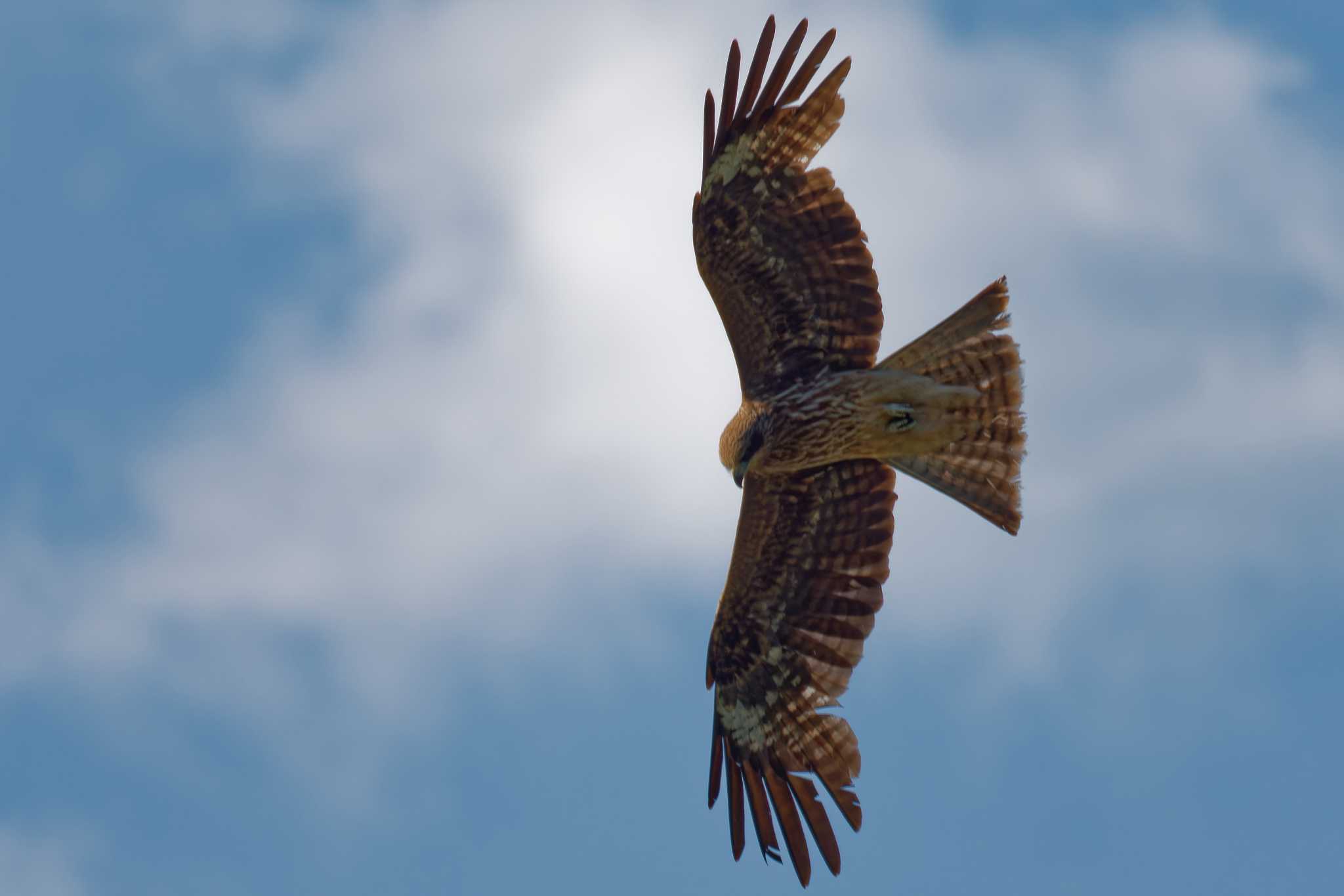 Photo of Black Kite at 京都府 by Syun