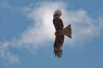 Black Kite 京都府 Sat, 5/4/2024