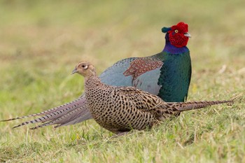 Green Pheasant Watarase Yusuichi (Wetland) Fri, 4/26/2024