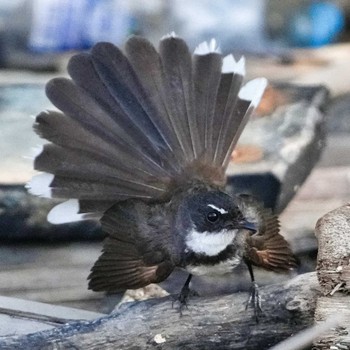 Malaysian Pied Fantail Bang Pu Recreation Center Tue, 4/30/2024