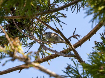 Japanese Bush Warbler 科学万博記念公園(茨城県つくば市) Sun, 5/5/2024