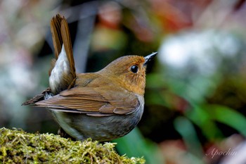 Japanese Robin 大蔵高丸 Thu, 5/2/2024