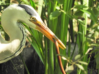 Grey Heron Shakujii Park Sun, 5/5/2024