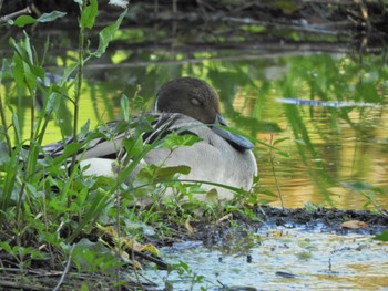 Sun, 5/5/2024 Birding report at Shakujii Park