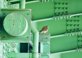 Common Kestrel 荒川河川敷 Sun, 5/5/2024