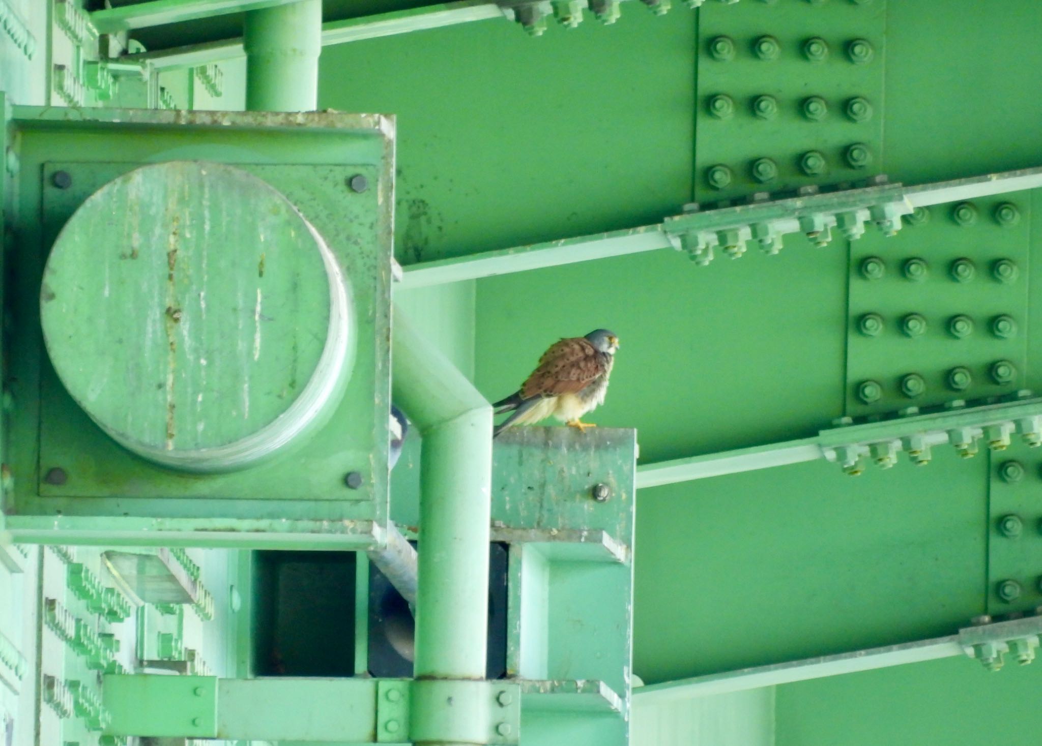 Photo of Common Kestrel at 荒川河川敷 by Haruki🦜の👨