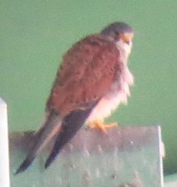 Common Kestrel 荒川河川敷 Sun, 5/5/2024