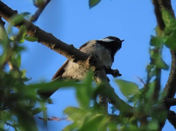 Coal Tit 妙高高原 Fri, 5/3/2024