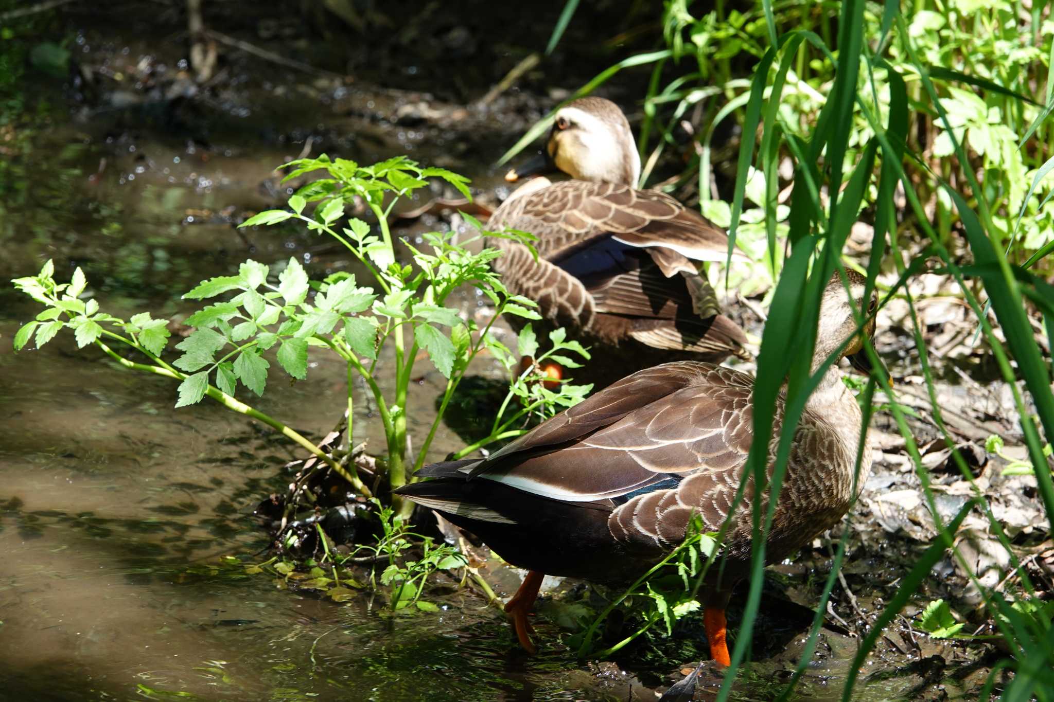 Photo of Eastern Spot-billed Duck at Kitamoto Nature Observation Park by  Utz