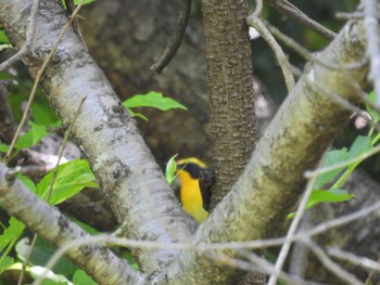 キビタキ 大阪南港野鳥園 2024年5月4日(土)