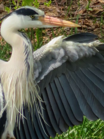 Grey Heron 中島公園 Sat, 5/4/2024