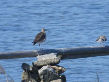 Eurasian Whimbrel Osaka Nanko Bird Sanctuary Sat, 5/4/2024