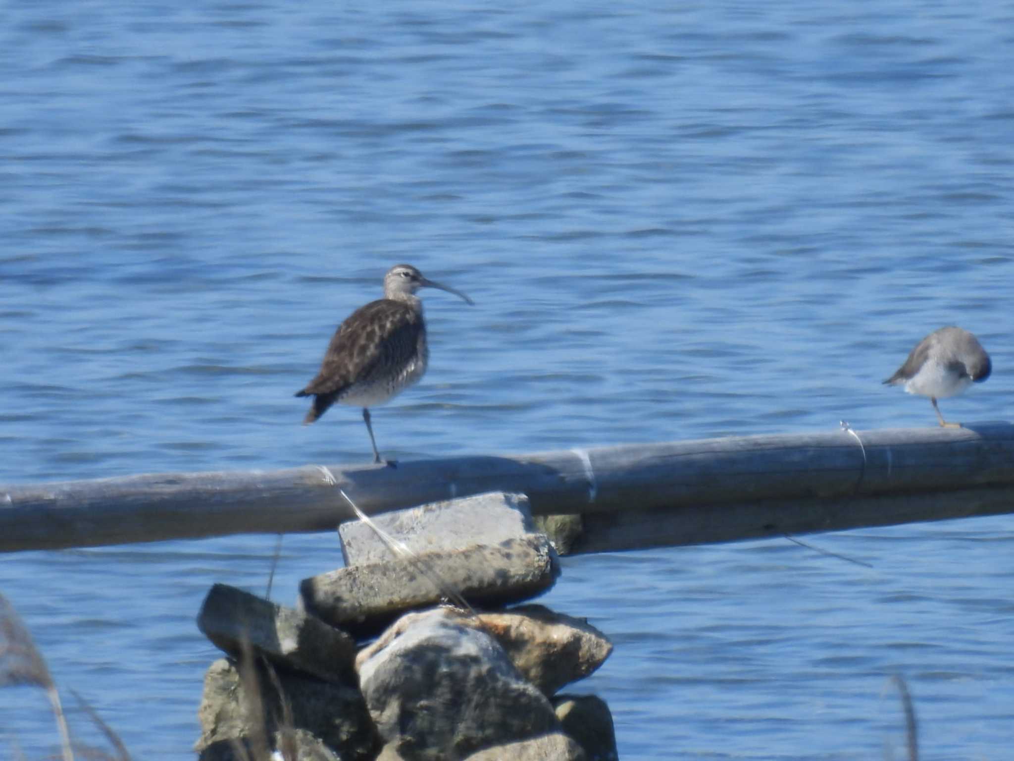 大阪南港野鳥園 チュウシャクシギの写真 by tea break♪