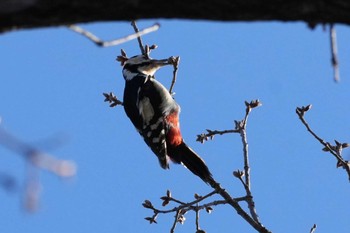 Great Spotted Woodpecker 埼玉県 Fri, 3/22/2024