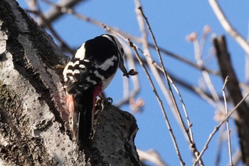 Great Spotted Woodpecker 埼玉県 Fri, 3/22/2024