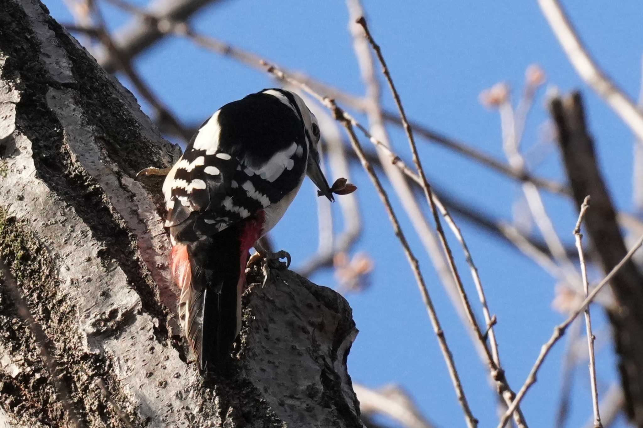 Photo of Great Spotted Woodpecker at 埼玉県 by どばと