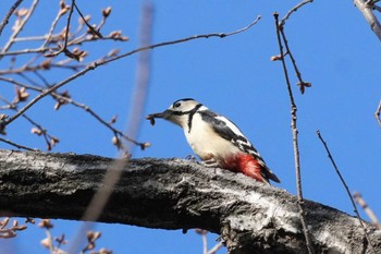 Great Spotted Woodpecker 埼玉県 Fri, 3/22/2024