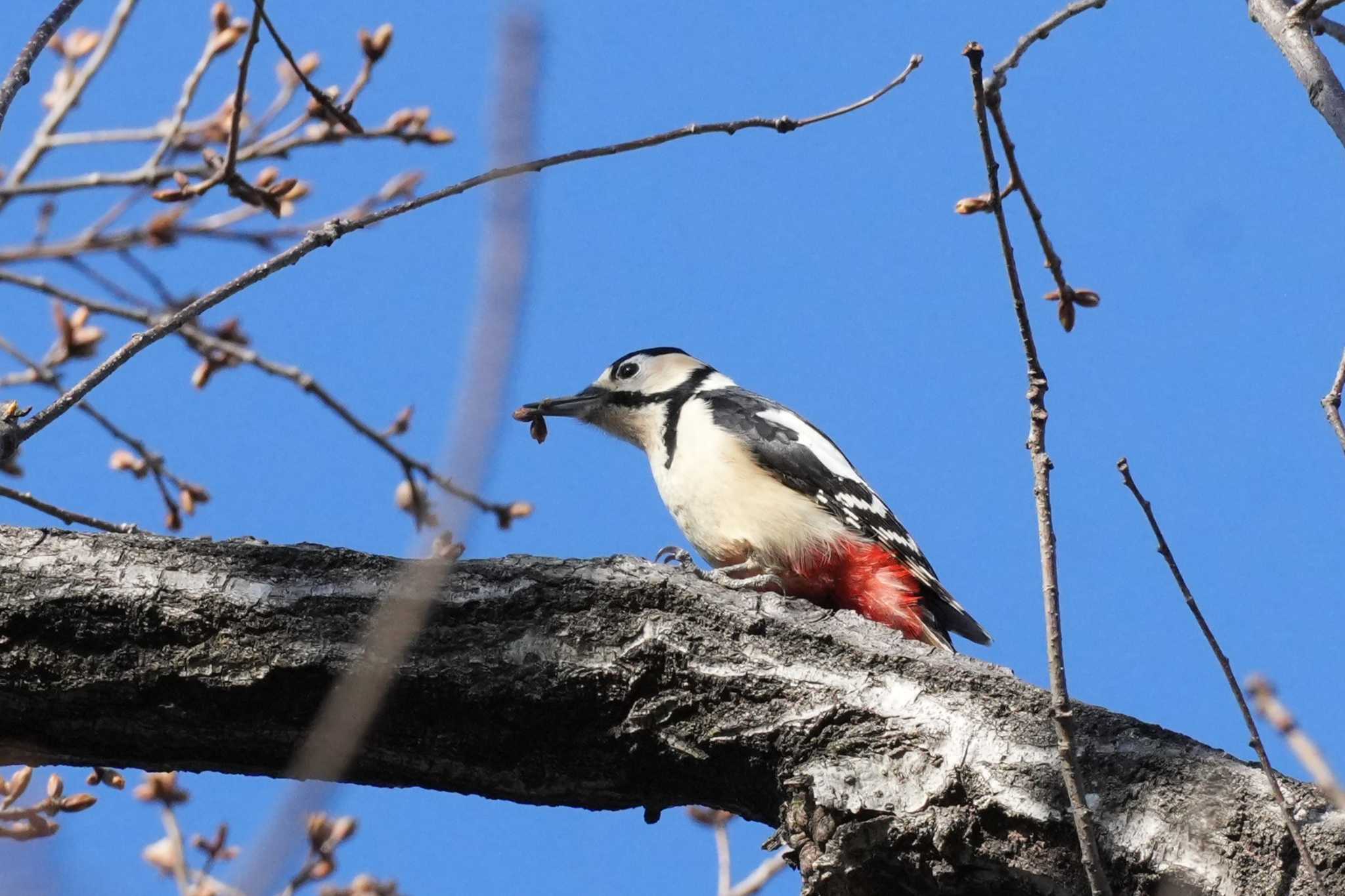 Photo of Great Spotted Woodpecker at 埼玉県 by どばと