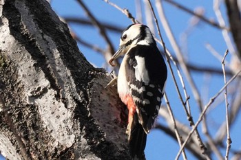 Great Spotted Woodpecker 埼玉県 Fri, 3/22/2024