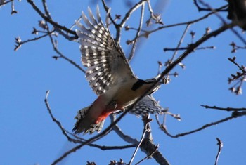 Great Spotted Woodpecker 埼玉県 Fri, 3/22/2024