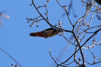 Great Spotted Woodpecker 埼玉県 Fri, 3/22/2024