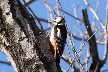 Great Spotted Woodpecker 埼玉県 Fri, 3/22/2024