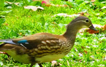 Mandarin Duck Maruyama Park Sun, 5/5/2024