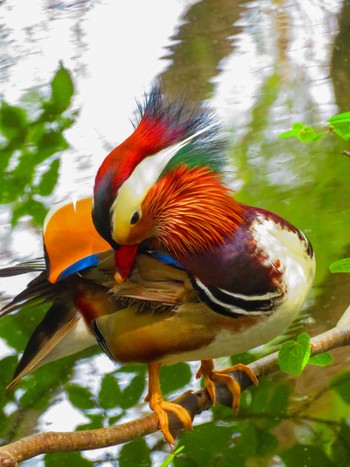 Mandarin Duck Maruyama Park Sun, 5/5/2024