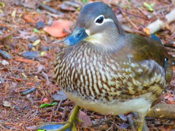 Mandarin Duck Maruyama Park Sun, 5/5/2024