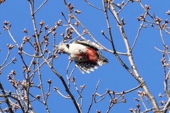 Great Spotted Woodpecker 埼玉県 Fri, 3/22/2024