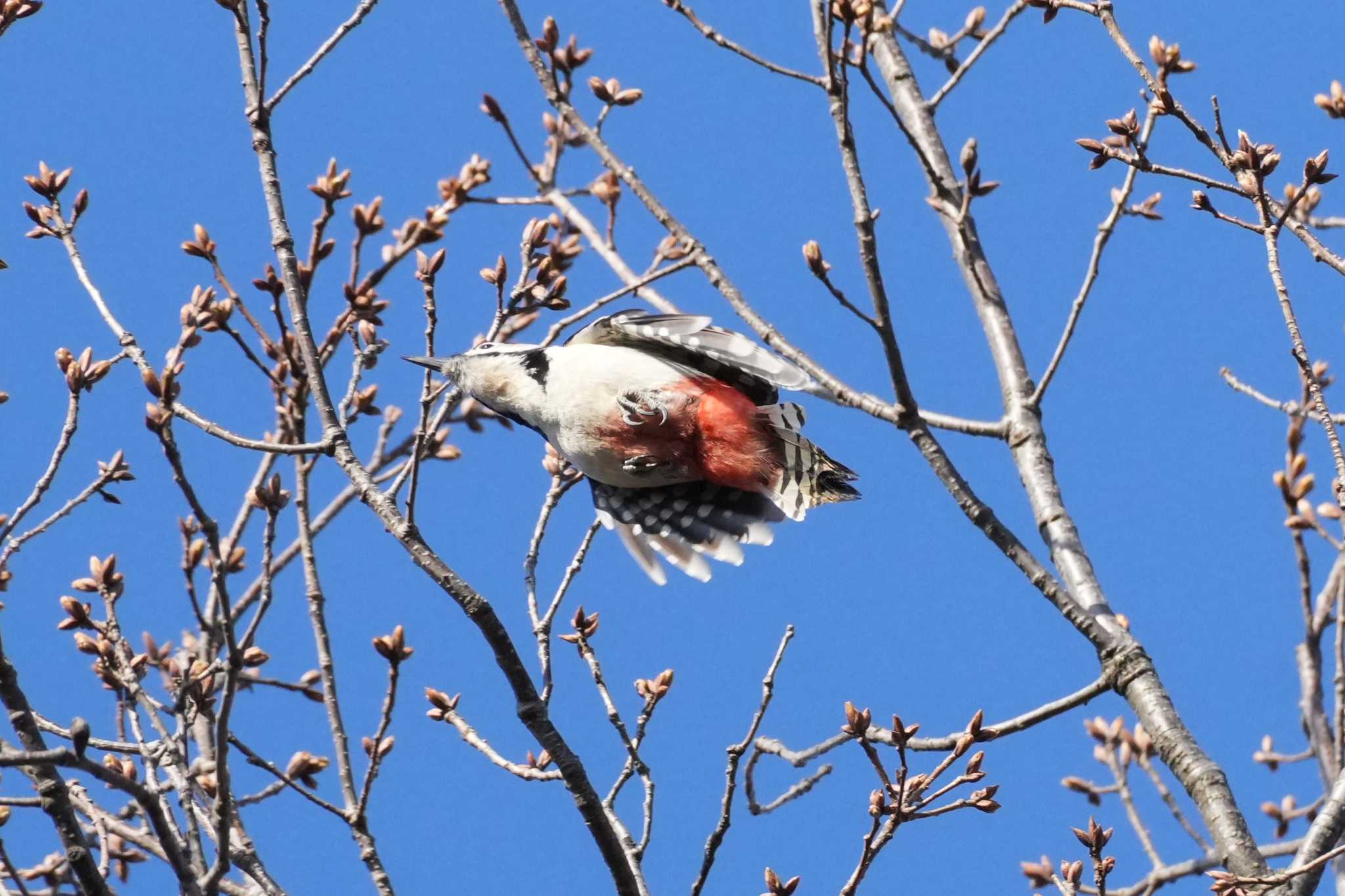 Photo of Great Spotted Woodpecker at 埼玉県 by どばと