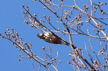 アカゲラ 埼玉県 2024年3月22日(金)