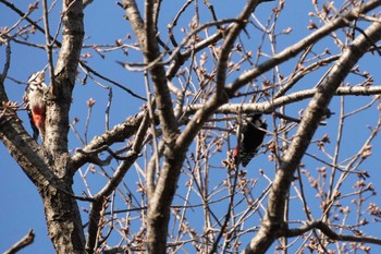 Great Spotted Woodpecker 埼玉県 Fri, 3/22/2024