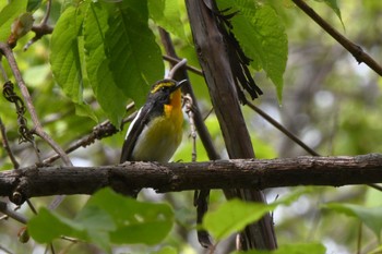 キビタキ 宮丘公園(札幌市西区) 2024年5月5日(日)