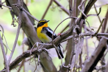 Narcissus Flycatcher 宮丘公園(札幌市西区) Sun, 5/5/2024