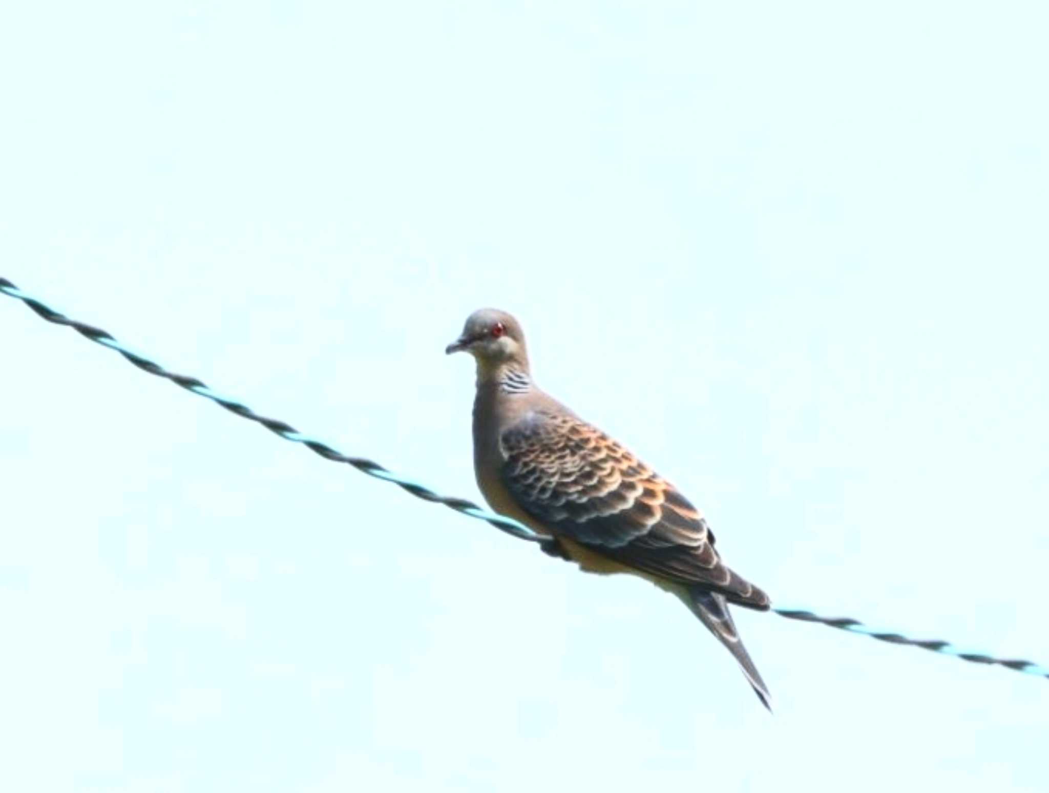 Oriental Turtle Dove