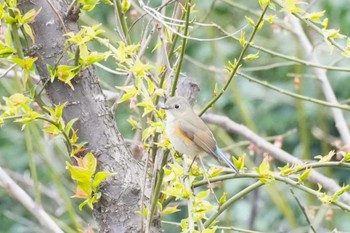Red-flanked Bluetail 埼玉県 Sun, 3/24/2024